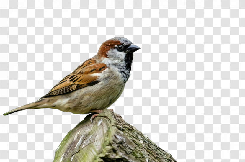 Bird House Sparrow Sparrow Beak Finch Transparent PNG