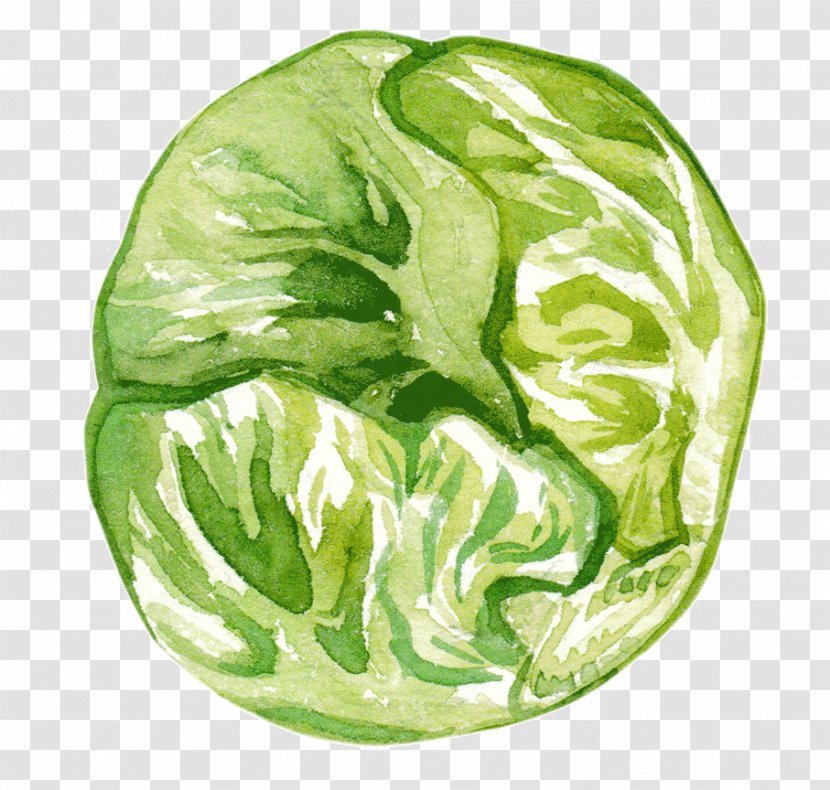 Cabbage Romaine Lettuce Vegetable Collard Greens Spring - Adobe Watercolor Transparent PNG