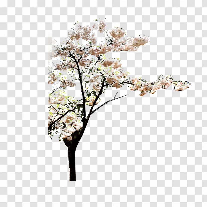 Tree Download - World Wide Web - Peach Blossom Transparent PNG