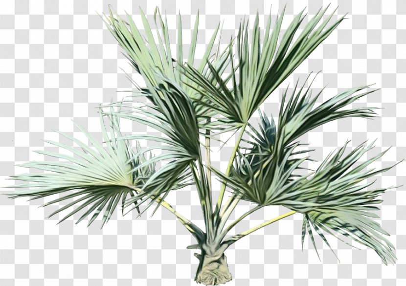 Palm Oil Tree - Evergreen Jack Pine Transparent PNG