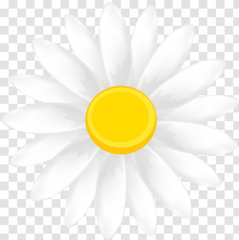 Daisy Family Flower Petal Transvaal Yellow - Camomile Transparent PNG