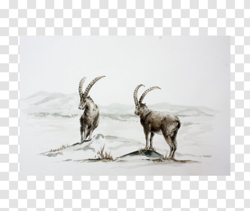 Goat Cattle Horn Wildlife Mammal - Antelope Transparent PNG