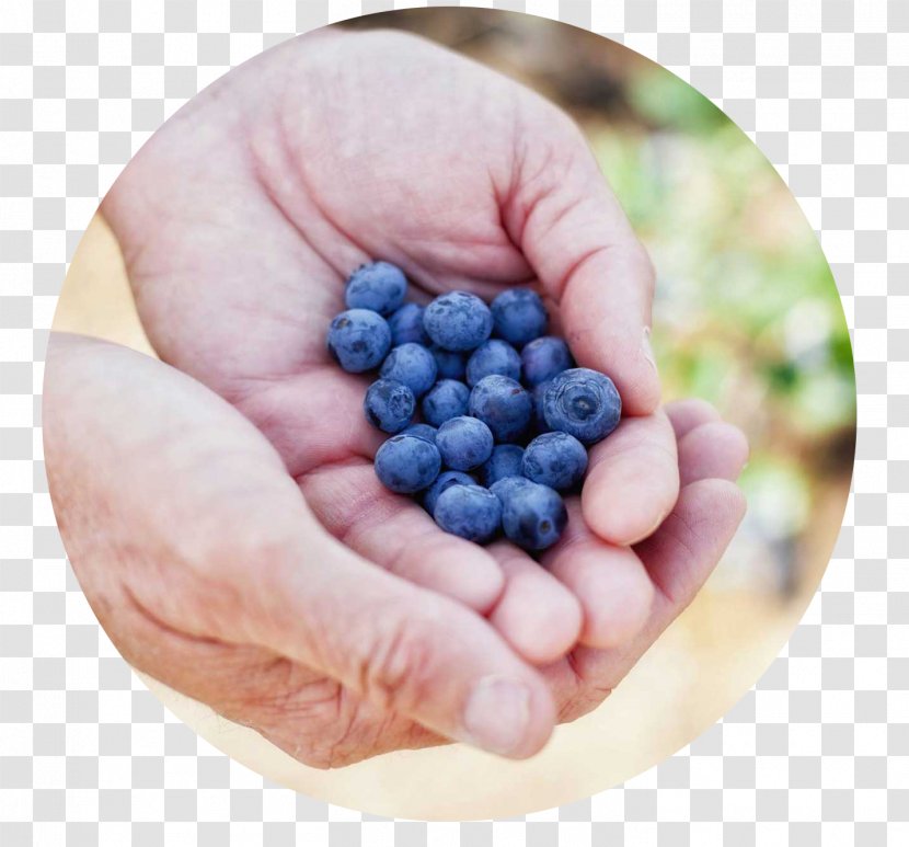 Bilberry Blueberry Superfood Organic Food - California Certified Farmers Transparent PNG