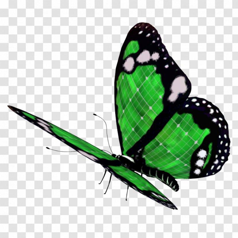 Butterfly Clip Art - Brush Footed - Chainsaw Transparent PNG