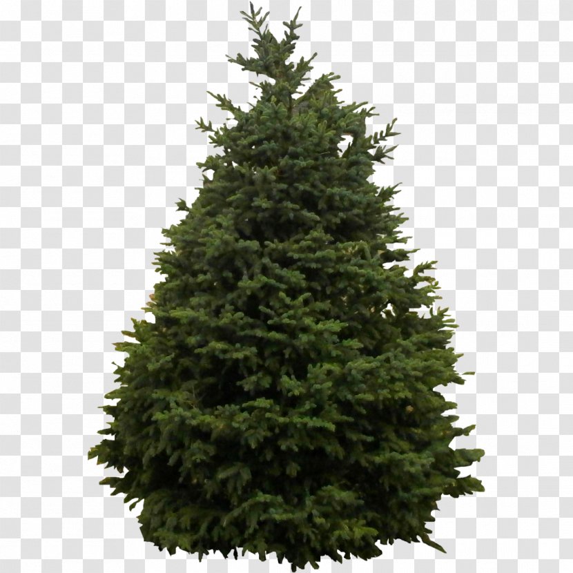 Tree Evergreen Pine Fir Woody Plant - Biome - Fir-tree Transparent PNG