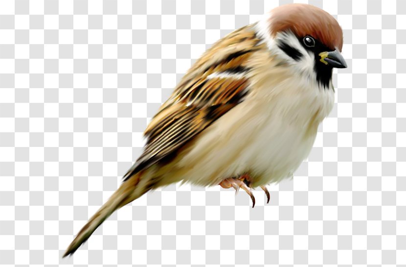 House Sparrow Bird Eurasian Tree Parrot-billed - Wildlife Transparent PNG