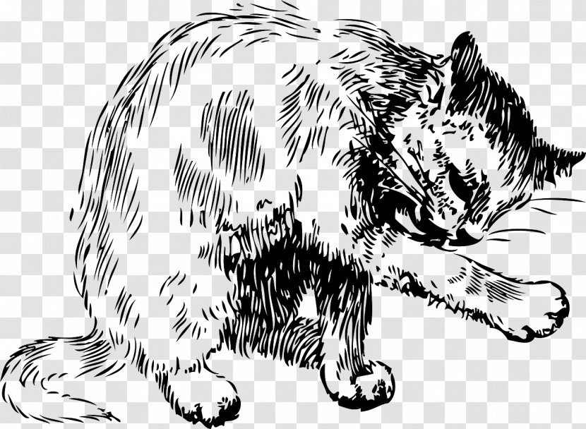 Cat Kitten Washing Clip Art - Wildlife - Pet Grooming Transparent PNG