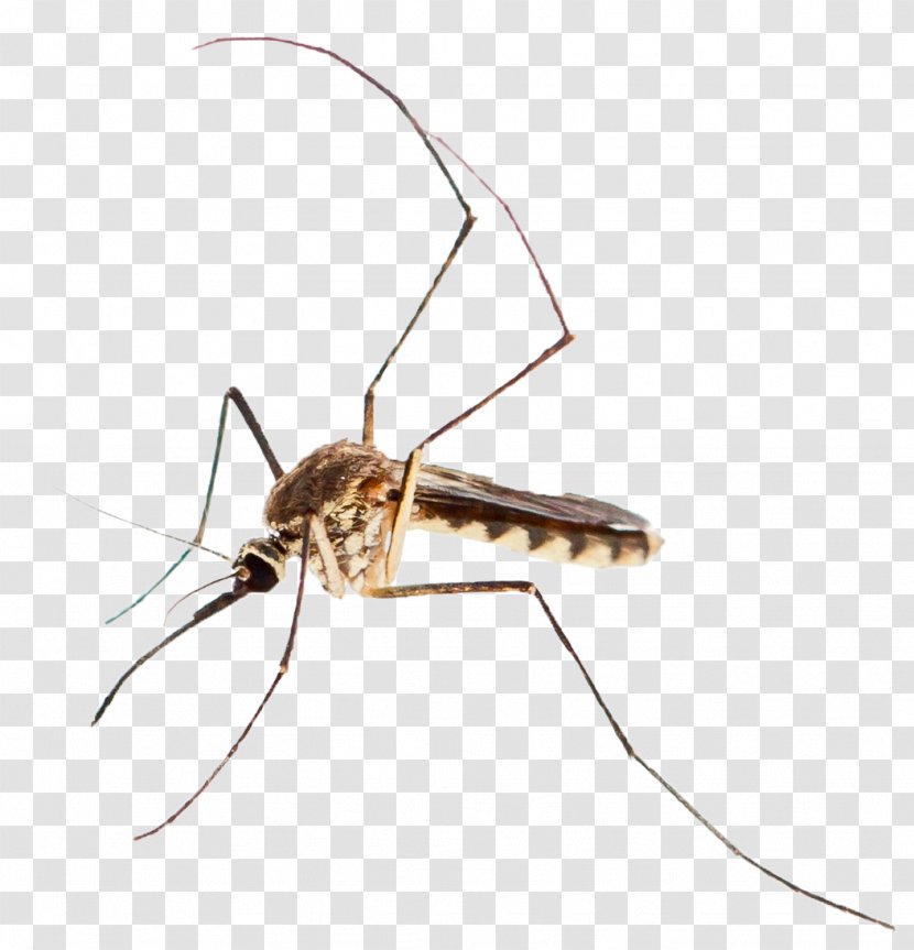 Mosquito Control Mosquito-borne Disease West Nile Fever Virus - Mosquitoborne Transparent PNG