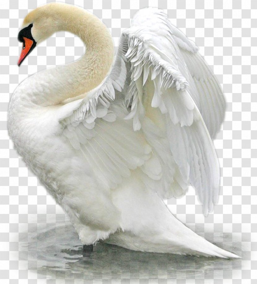 Mute Swan Bird Duck Goose Mallard - Water Transparent PNG