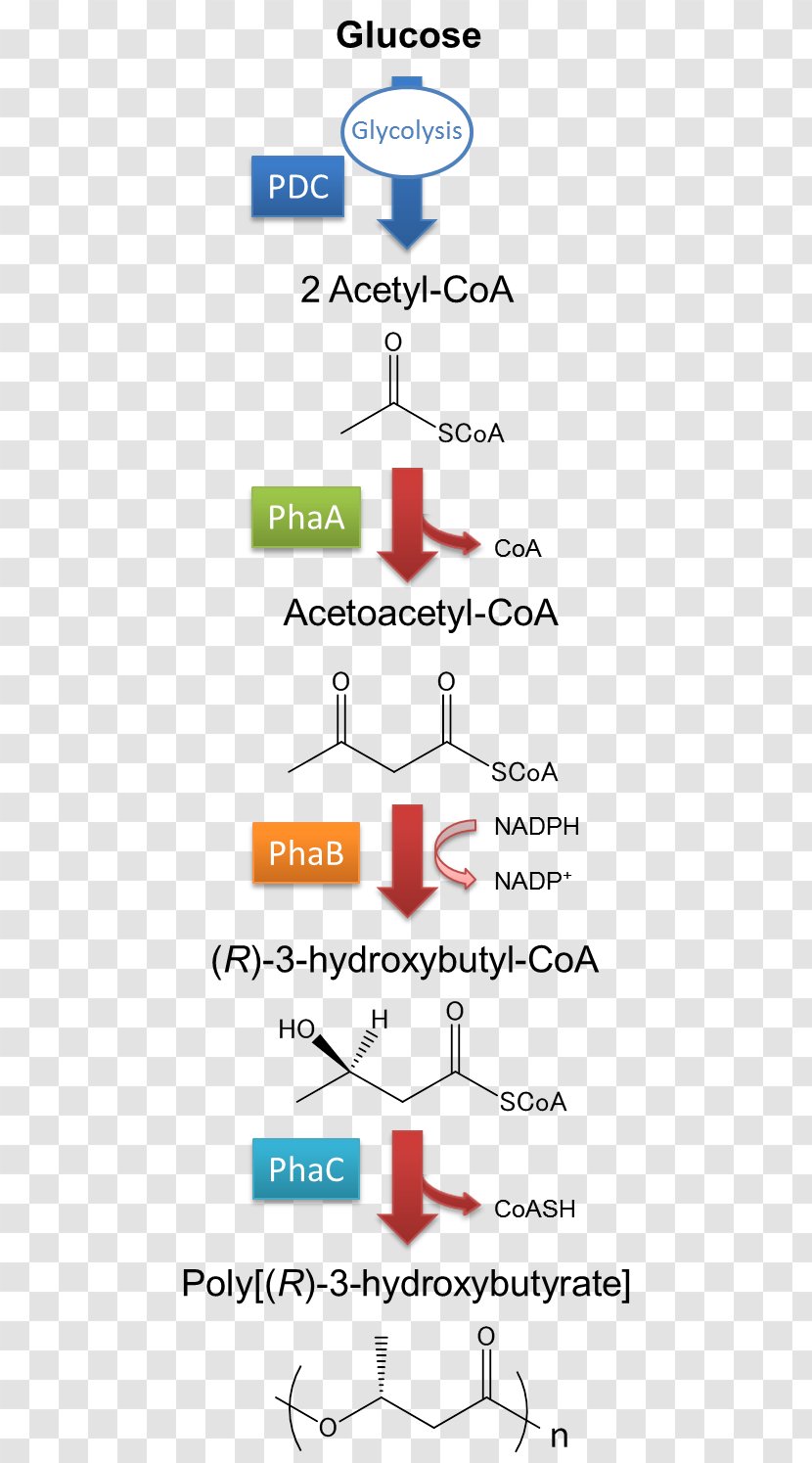 ACE Inhibitor And Thiazide Combination Line Point Quinapril Angle - Hydrochlorothiazide Transparent PNG