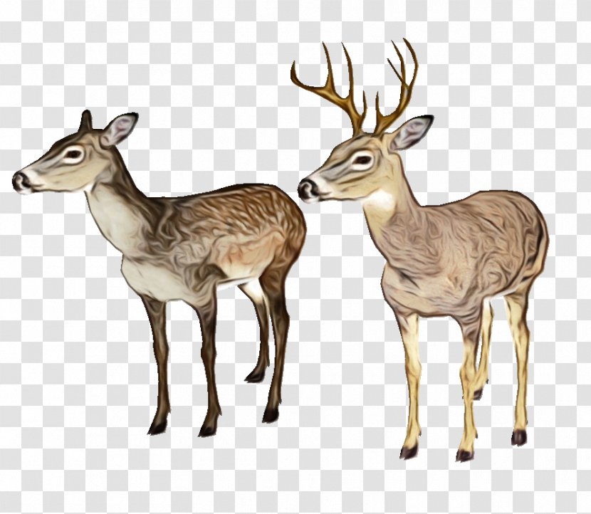 Watercolor Animal - Antelope - Musk Deer Transparent PNG