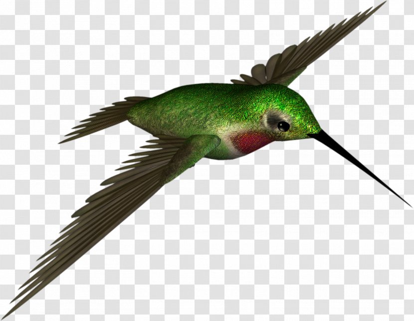 Hummingbird Clip Art - High Resolution Clipart Transparent PNG
