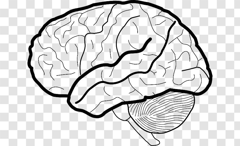 Clip Art Human Brain White Matter Image - Tree Transparent PNG