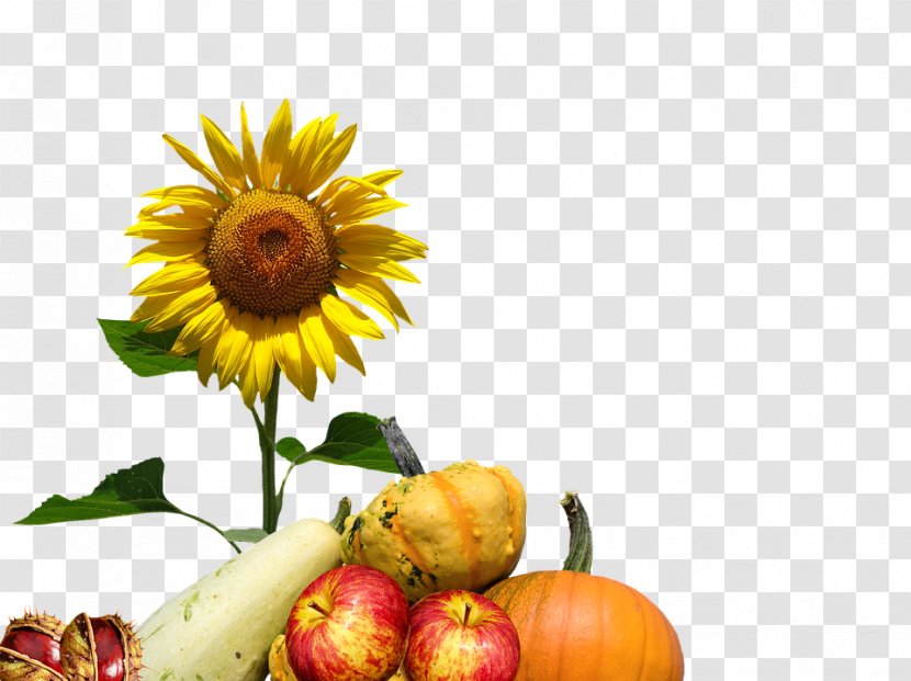 Common Sunflower Autumn Floral Design - Flower Transparent PNG