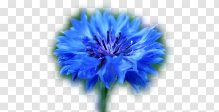 Cornflower Honey Plants Almindelig Rug - Blue - Flower Transparent PNG