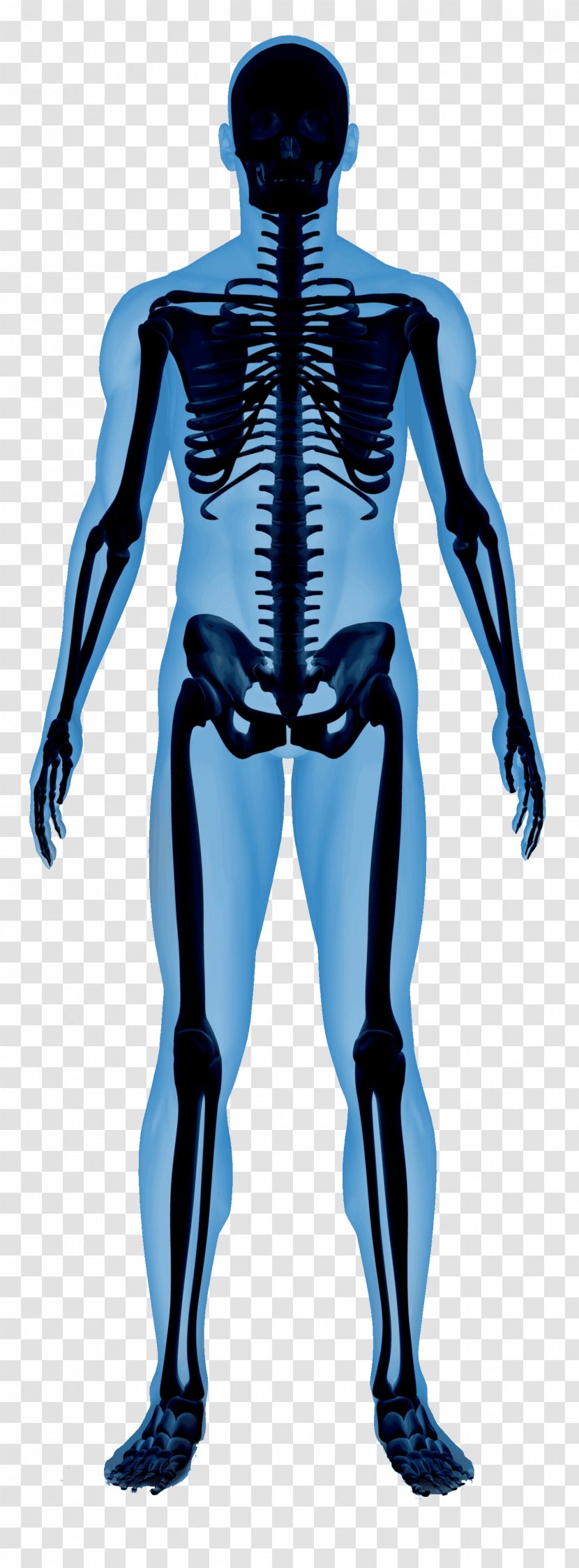 Human Skeleton Essential Of Anatomy And Physiology Body - Watercolor Transparent PNG