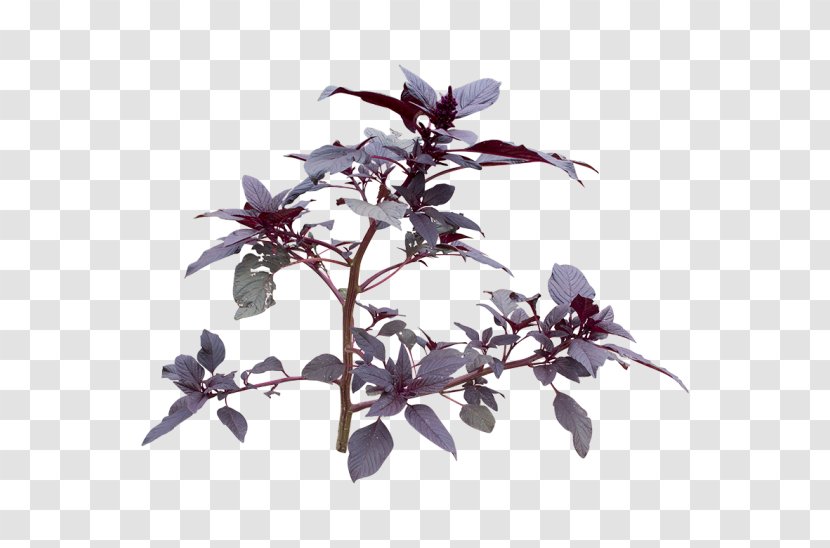 Flowering Plant - Twig - Lavender Shrub Transparent PNG