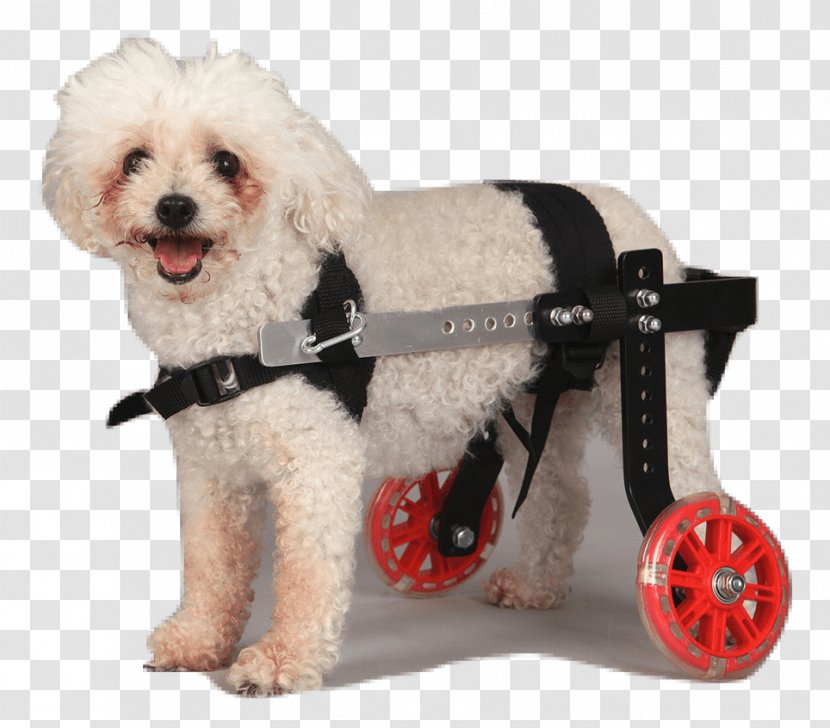 Schnoodle Wheelchair Puppy Dog Breed Companion Transparent PNG