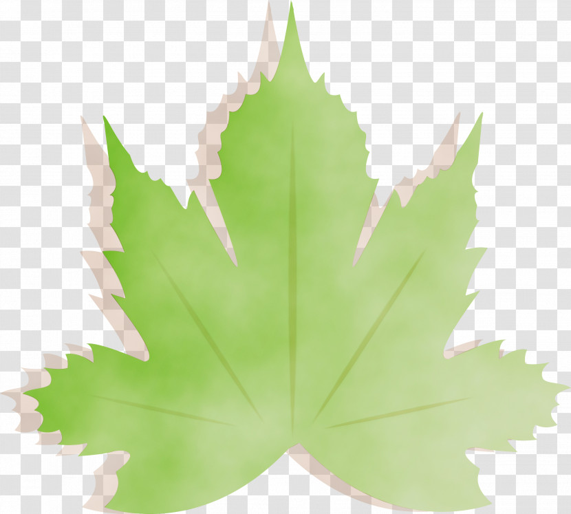 Maple Leaf Transparent PNG