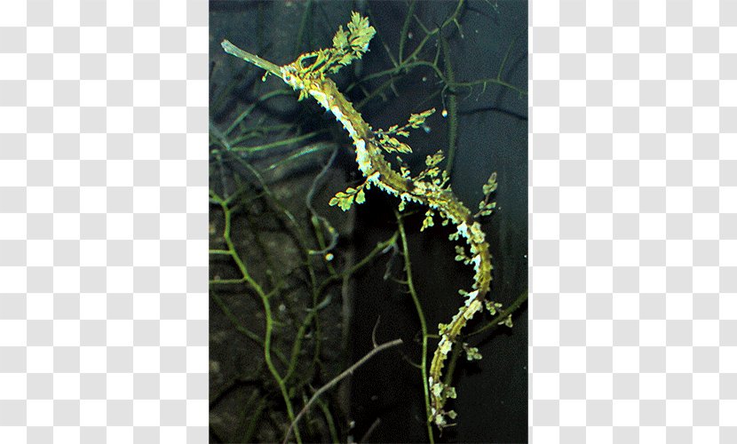 Haliichthys Taeniophorus Leafy Seadragon Solegnathus Common - Syngnathidae - Fish Transparent PNG