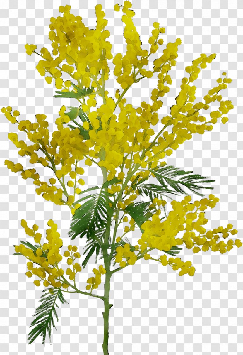 Twig Field Mustard Plant Stem Mimosa Transparent PNG
