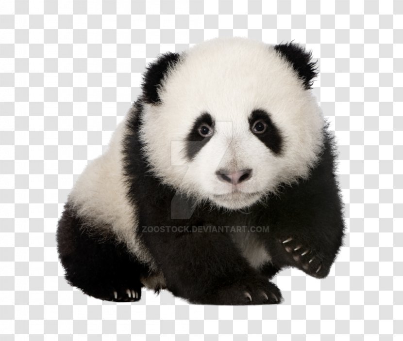 Sichuan Giant Panda Sanctuaries Book Image Skin Doctors PH Balancing Cleanser 100ml - Stuffed Toy - Baby Transparent PNG
