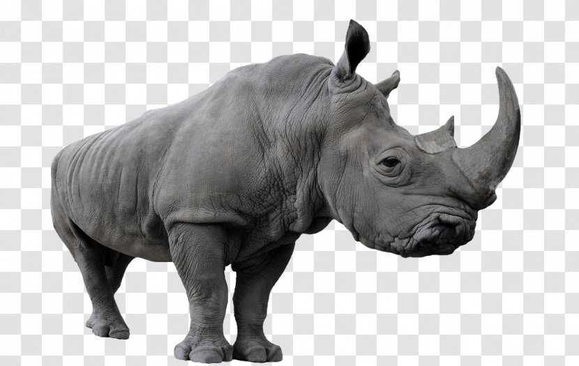 Stock Photography Euclidean Vector Shutterstock - Art - Huge Rhino Transparent PNG