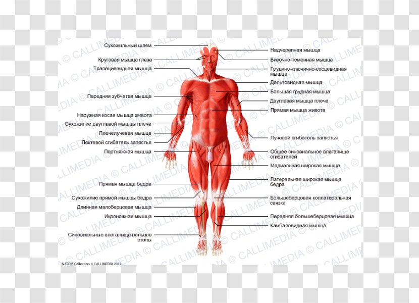 Hip Gray's Anatomy Muscle Human Body - Flower - Rectus Femoris Function Transparent PNG