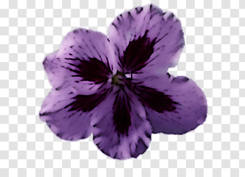 Violet Petal Flower Purple Plant Transparent PNG
