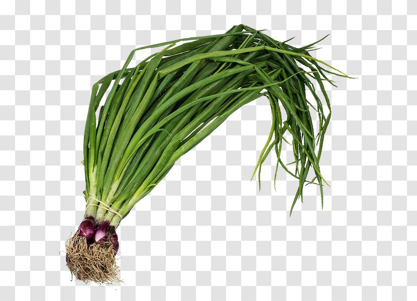 Allium Fistulosum Leaf Vegetable Scallion Onion Herb - Vitamin - Spring Transparent PNG