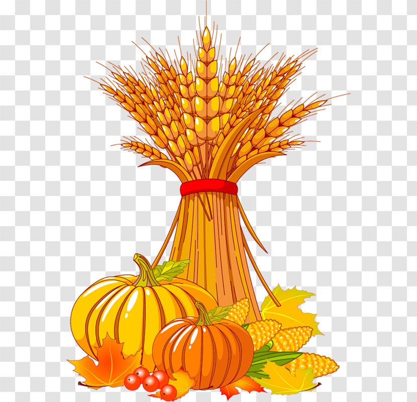 Vector Graphics Thanksgiving Stock Photography Harvest Clip Art Transparent PNG
