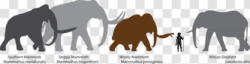Mammuthus Meridionalis Woolly Mammoth African Bush Elephant Steppe Columbian - Tusk - Elephants Transparent PNG