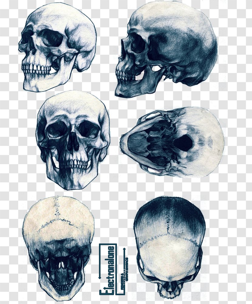 Animal Skulls Skeleton Drawing Tattoo - Skull-drawing Transparent PNG