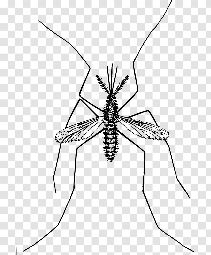Clip Art - Fly - Mosquitoes Transparent PNG