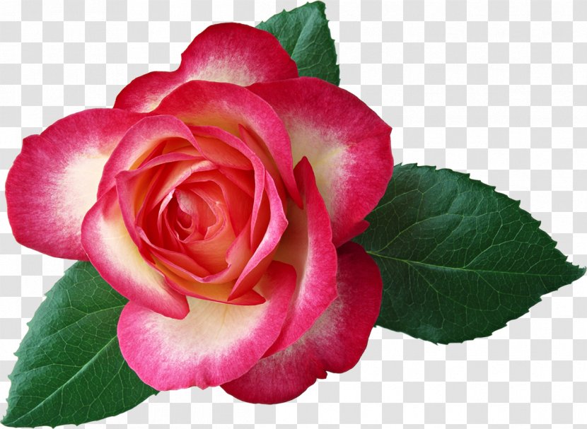 Flower Bouquet Garden Roses Hybrid Tea Rose Clip Art - Floribunda - Beauty Transparent PNG
