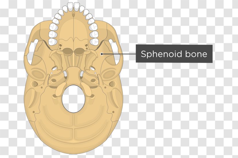 Pterygoid Processes Of The Sphenoid Medial Muscle Bone Lateral - Watercolor - Skull Transparent PNG