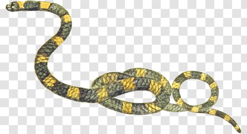 Snake Boa Constrictor Clip Art - Common European Viper Transparent PNG