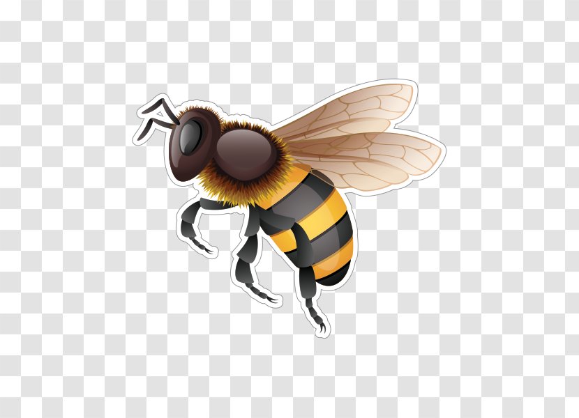 Western Honey Bee Hornet Bumblebee - Wing Transparent PNG