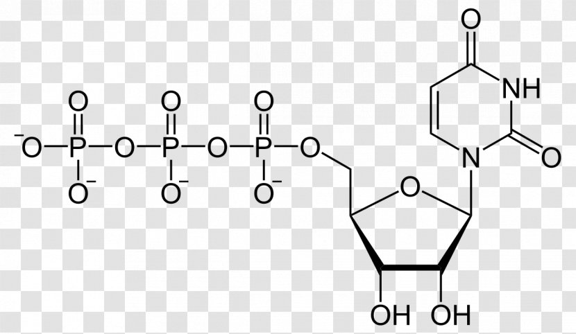 Uridine Triphosphate Diphosphate Monophosphate Adenosine - Watercolor - Their Names Transparent PNG