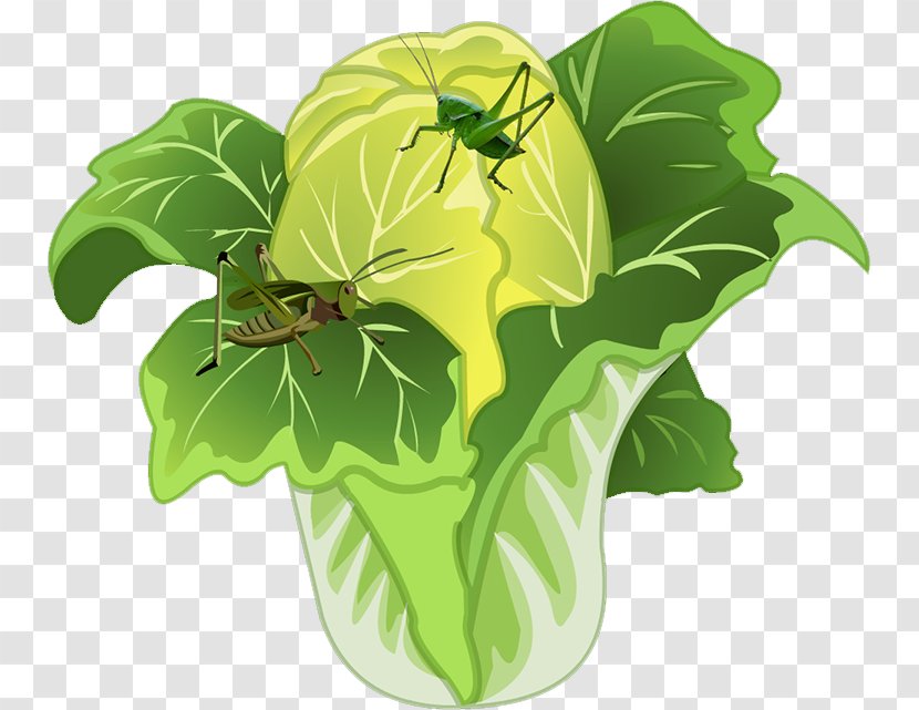 Chinese Cabbage Food - Brassica Oleracea Transparent PNG