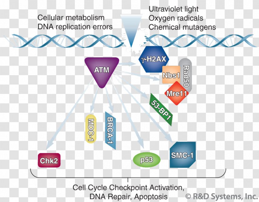 H2AFX Genome Instability Mutation Genomic DNA - Protein Transparent PNG