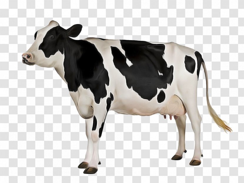 Cow Background - Holstein Friesian Cattle - Bull Blackandwhite Transparent PNG