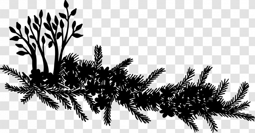 Spruce Silhouette - White Pine - Vegetation Transparent PNG