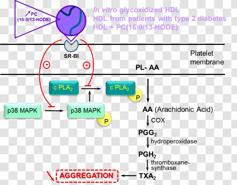 High-density Lipoprotein Arachidonic Acid Phospholipid Platelet Fatty - Linoleic - Lipid Transparent PNG