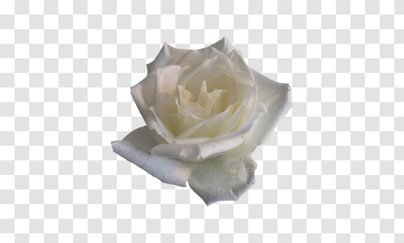 Rose Flower Clip Art - Internet Media Type - Beautiful White Roses Transparent PNG