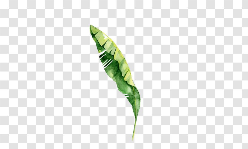 Royalty-free Tropics Tropical Rainforest - Stock Photography - Leaf Transparent PNG