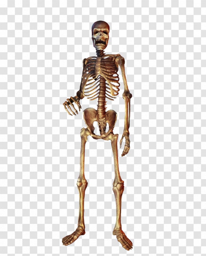 Homo Sapiens Human Skeleton Skull - Heart - Golden Transparent PNG