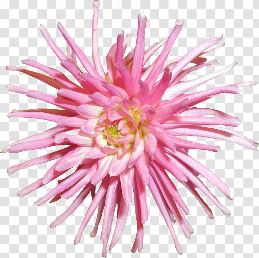 Cut Flowers Transvaal Daisy Plant Chrysanthemum - Flower Transparent PNG