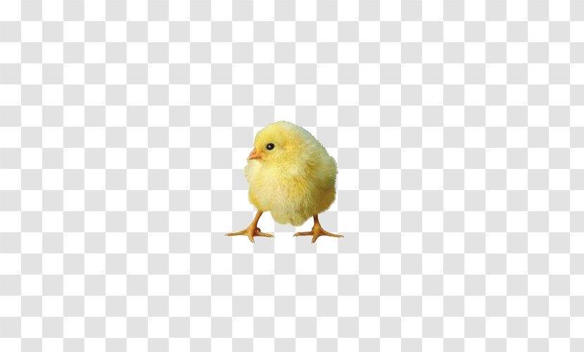 Chicken Duck Domestic Goose Poultry Livestock - Kifaranga - New Born Chick Transparent PNG