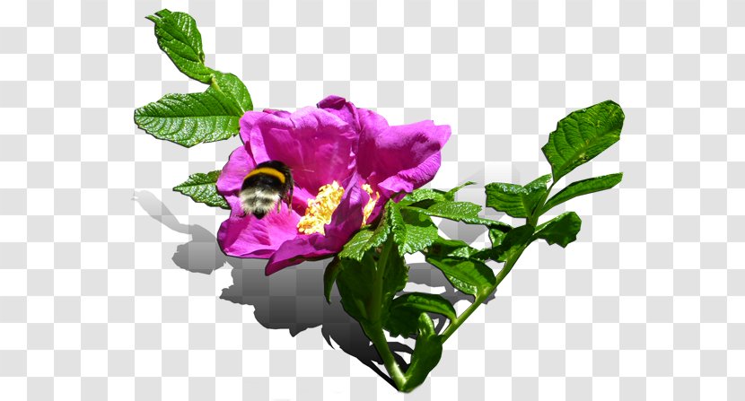 Cut Flowers Cabbage Rose Petal Clip Art - Plant - Victory Royale Transparent PNG